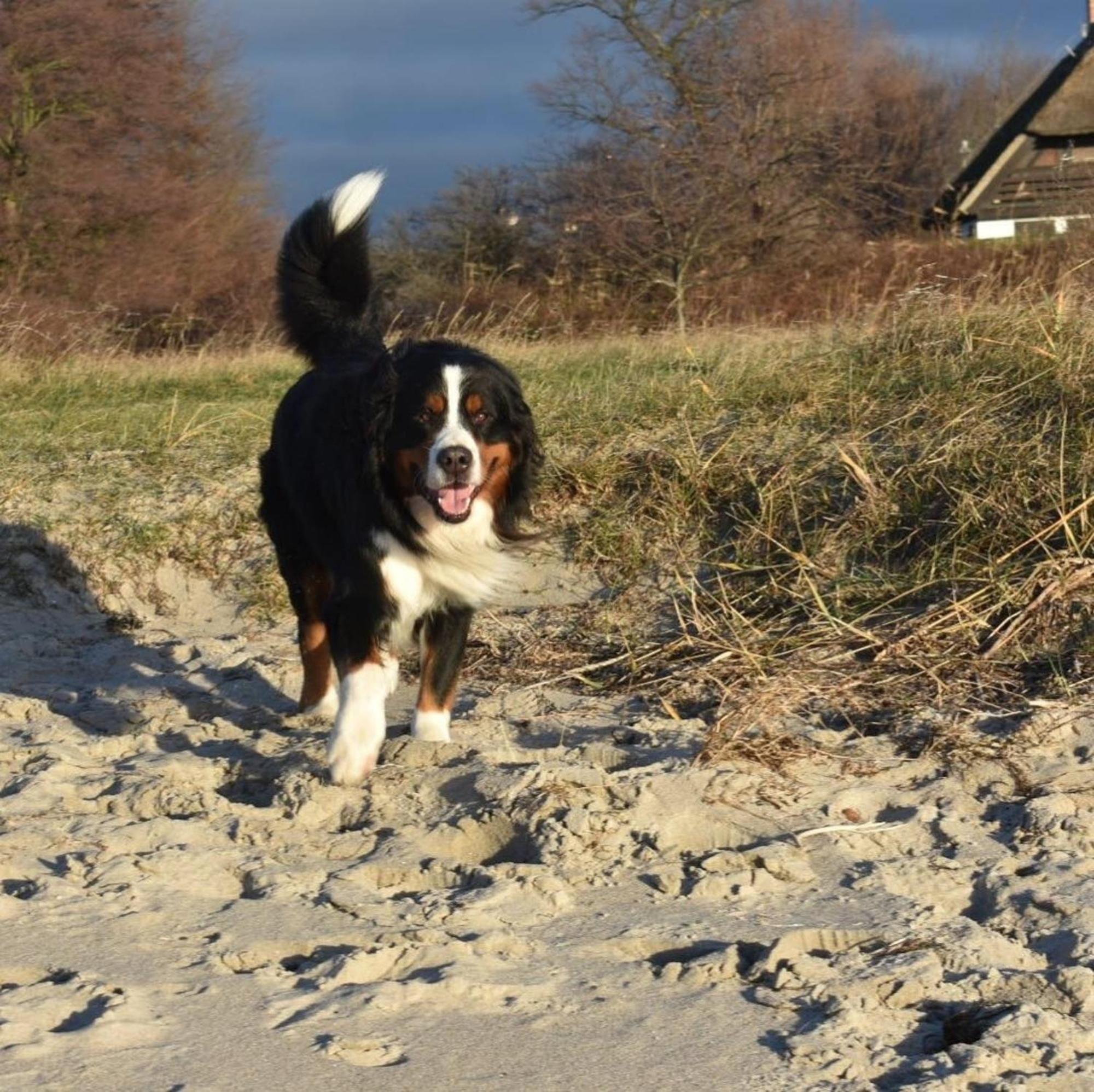 Ferienwohnung Chihuahua Thiessow Exteriér fotografie